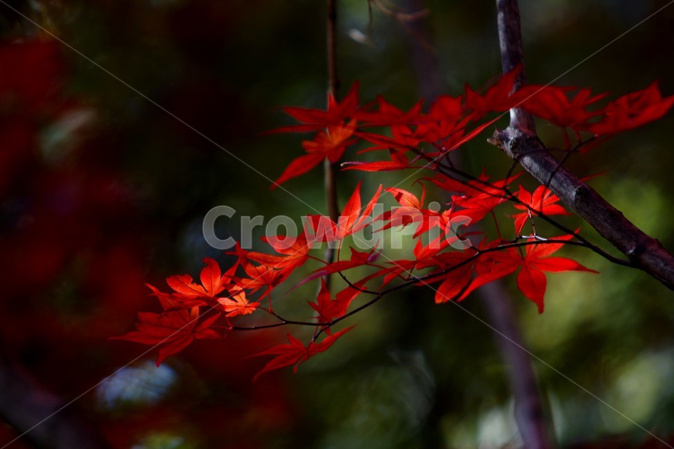 가을,단풍,그늘,붉다,빛,가을,계절,fall,autumn,season,plant,식물,leaf,잎,tree,나무,maple