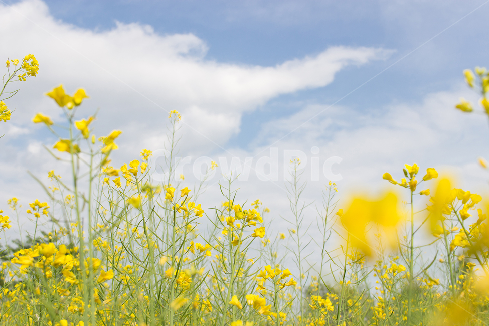 유채,유채꽃,봄꽃,꽃,노란꽃,풍경,자연,nature,식물,자연,plants,nature,꽃,flower