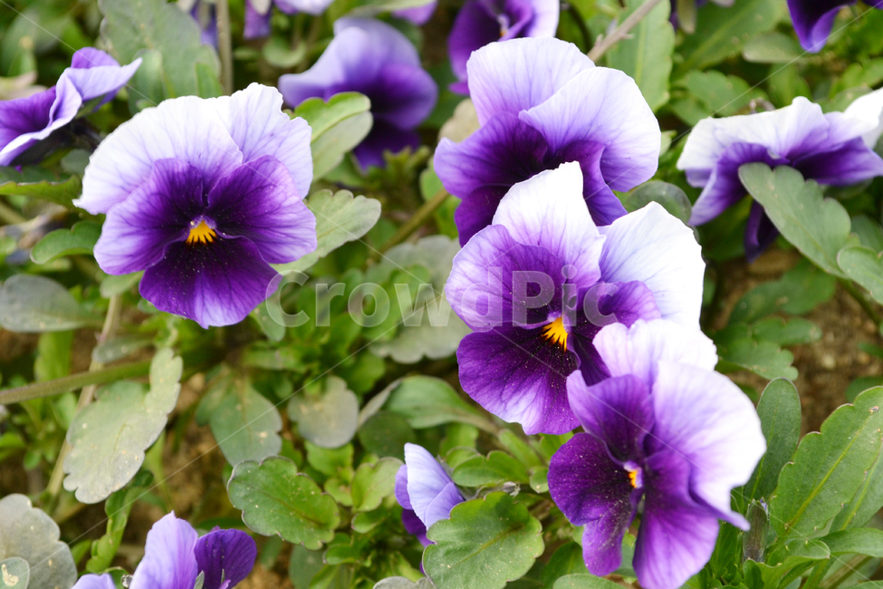 꽃,자연,식물,팬지,팬지꽃,pansy,flower,식물,자연,plants,nature,꽃,flower