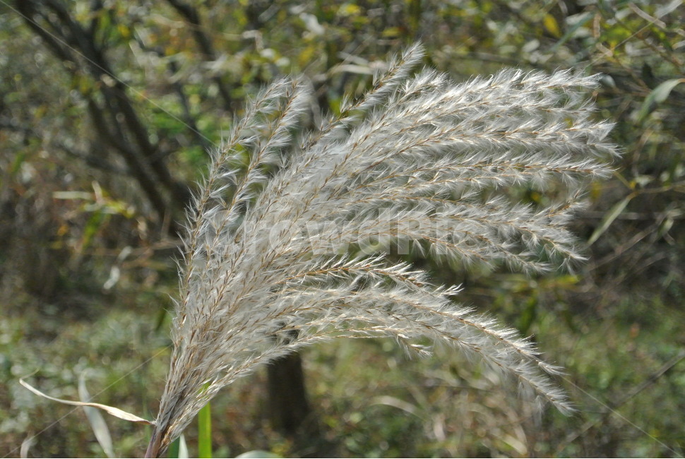 식물,갈대,reed,가을,배경,식물,자연,plants,nature
