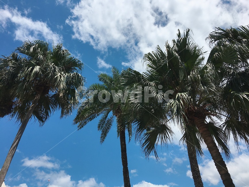 야자수,햇빛,light,빛,sunlight,하늘,여름,뜨거움,tree,arecaceae,summer,나무,sky,식물,자연,plants,nature,나무,trees,wood