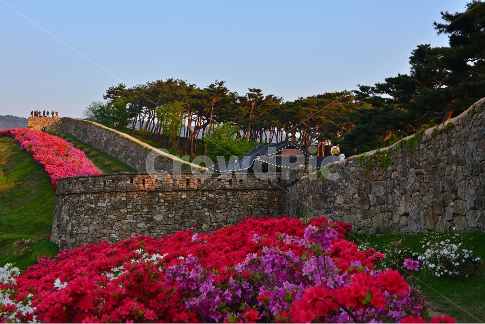 전북,고창,고창읍성,모양성,모양성봄,철뚝,철쭉꽃,봄,계절,outdoors,scenery,풍경,nature,자연
