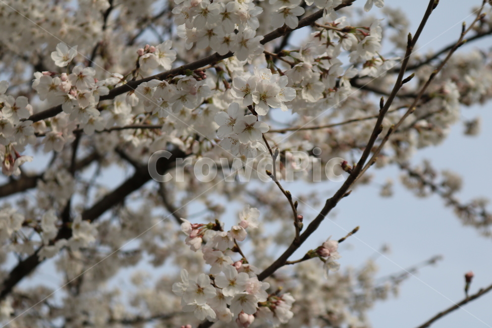 plant,식물,blossom,꽃,flower,벚꽃