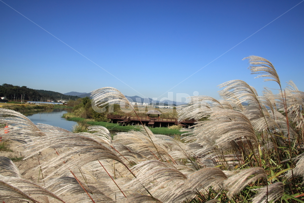 plant,식물,억새,가을,lawn,가을,계절,fall,autumn,season,식물,자연,plants,nature