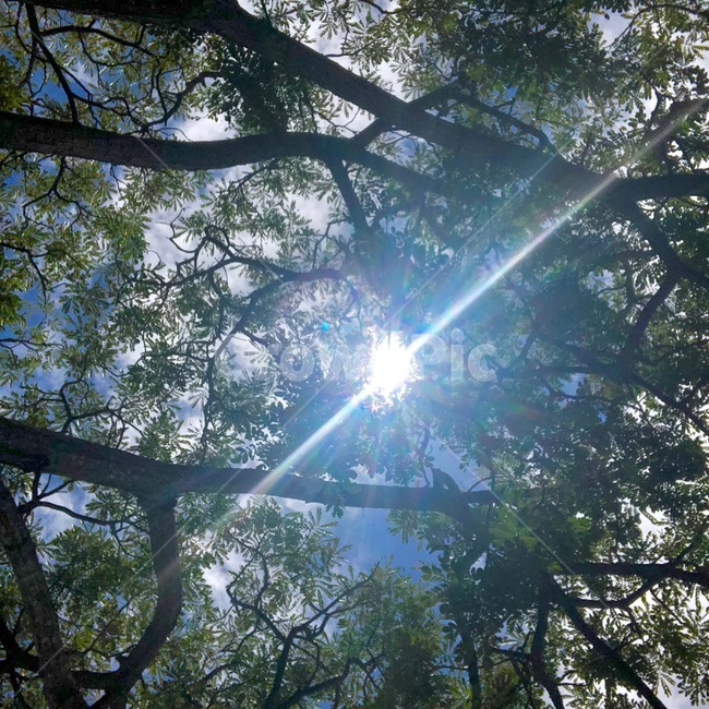 나무,하늘,해,맑은날,숲,여름,날씨,자연,풍경,nature,landscape,flare,플레어,light,빛,sunlight,햇빛
