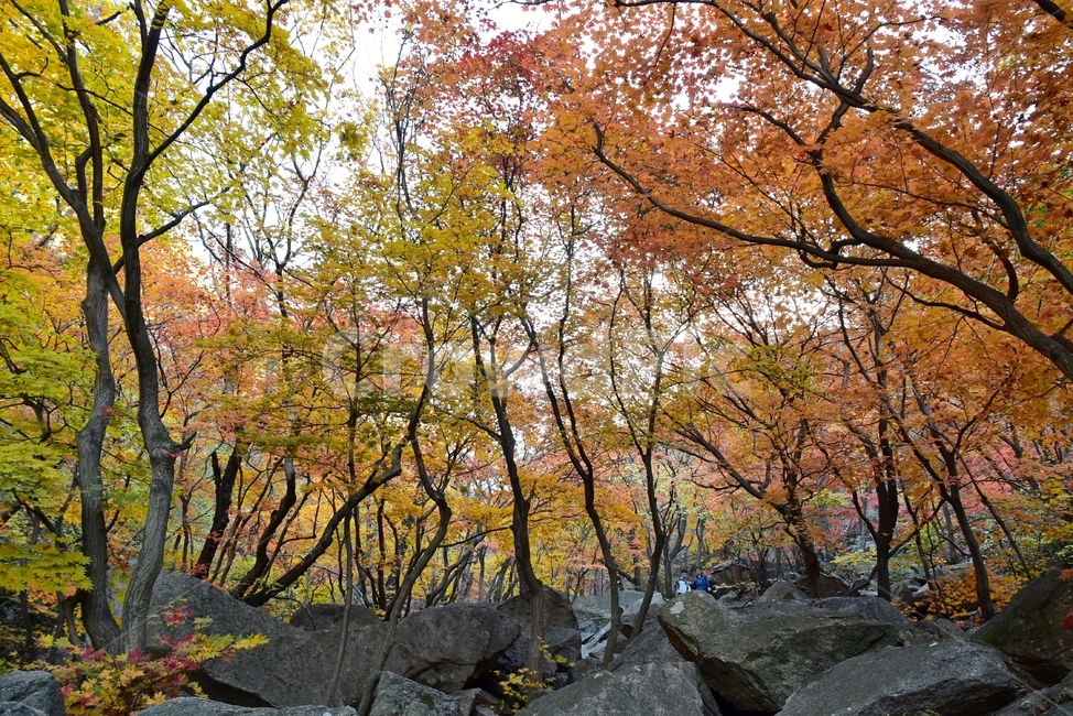 가을,단풍,울긋불긋,알록달록,형형색색,풍경,계절,시즌,아름다운,오색,가을색,가을,계절,fall,autumn,season,tree,나무,plant,식물,tree trunk,나무 줄기