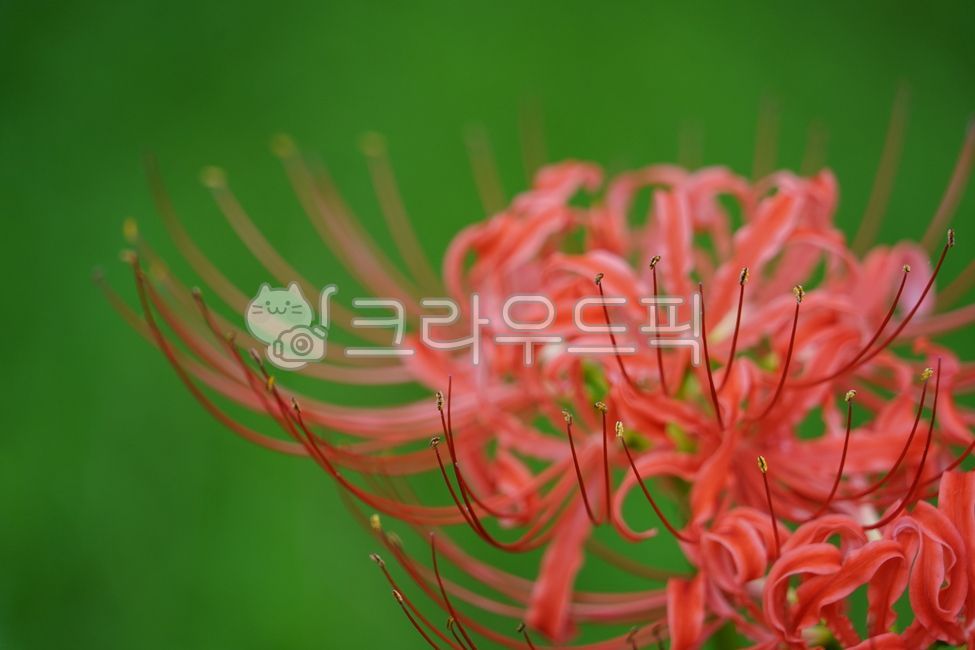 Complementary color contrast,flower,red flower,Color contrast,A bunch of flowers,background,plant,fall flowers,autumn,stamen,Seoksan