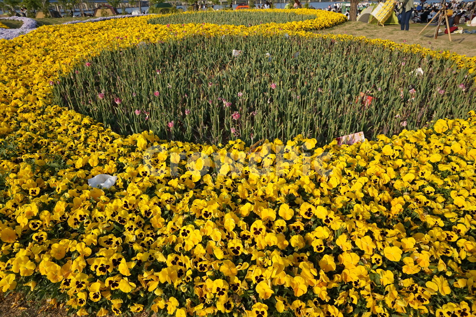 꽃,노란꽃,한강,자연,풍경,식물,자연,plants,nature,꽃,flower