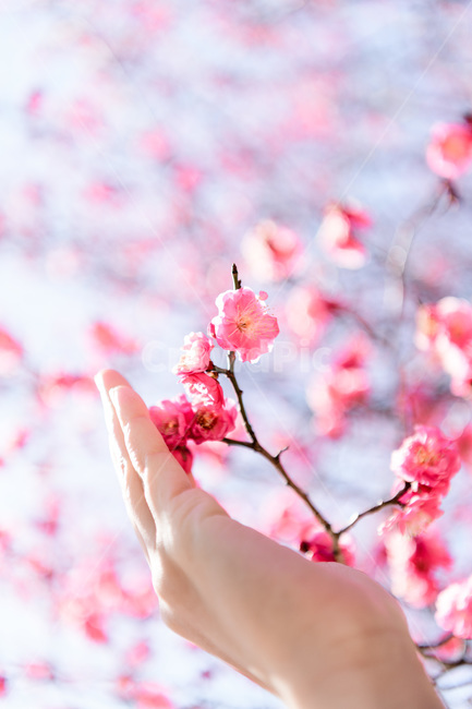 홍매화,봄,붉은꽃,빨강,분홍,매화,봄꽃,꽃나무,봄,계절,spring,season,식물,자연,plants,nature,꽃,flower,사람,인물,인간,human,person,신체일부,몸,body,감성,sensible,feeling,색깔,색상,색채,색감,color sense,color sensitivity,feeling of color,plant,blossom