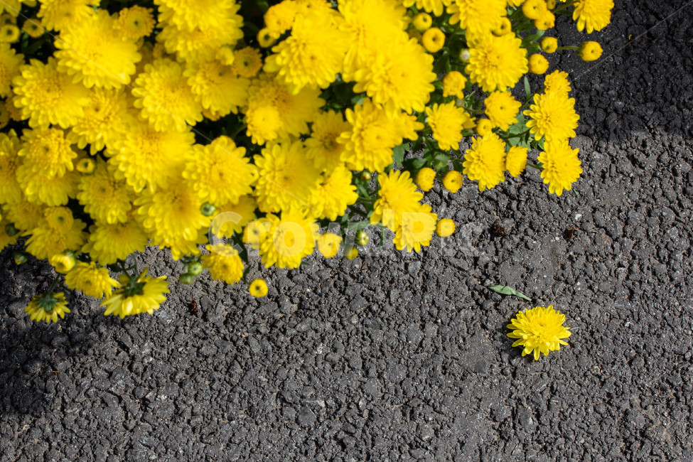 가을꽃,화단,계절,화분,국화,식물,자연,plants,nature,꽃,flower