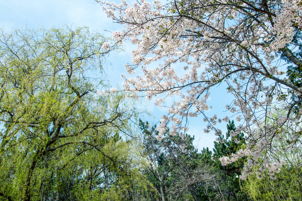 봄,산책,공원,벚꽃,spring,park,sakura,사쿠라,plant,봄,계절,spring,season,자연,풍경,nature,landscape,식물
