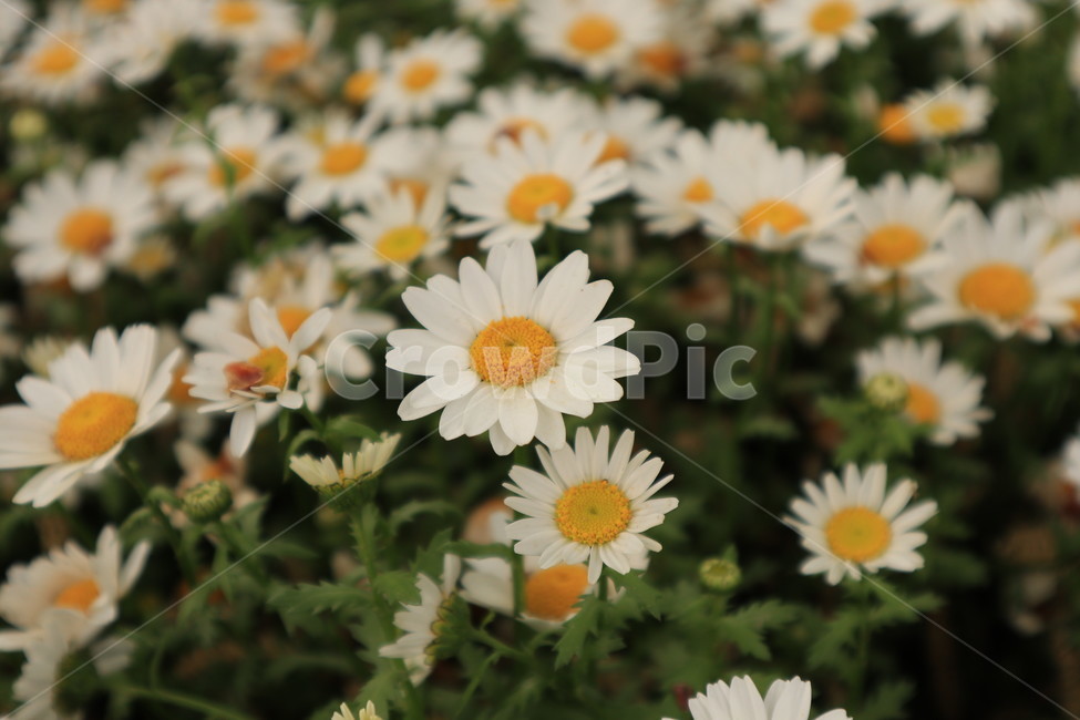 들꽃,흰색,꽃,봄,풀,자연,spring,flower