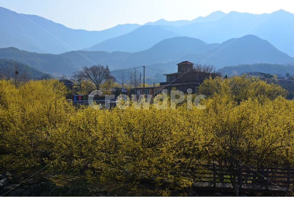 전남,구례,산동,산수유마을,산동산수유마을,산수유,산수유꽃,노랑꽃,봄,봄꽃,계절,water,물,nature,자연,경치,경관,풍경,outdoors,옥외,stream,흐름,자연,풍경,nature,landscape