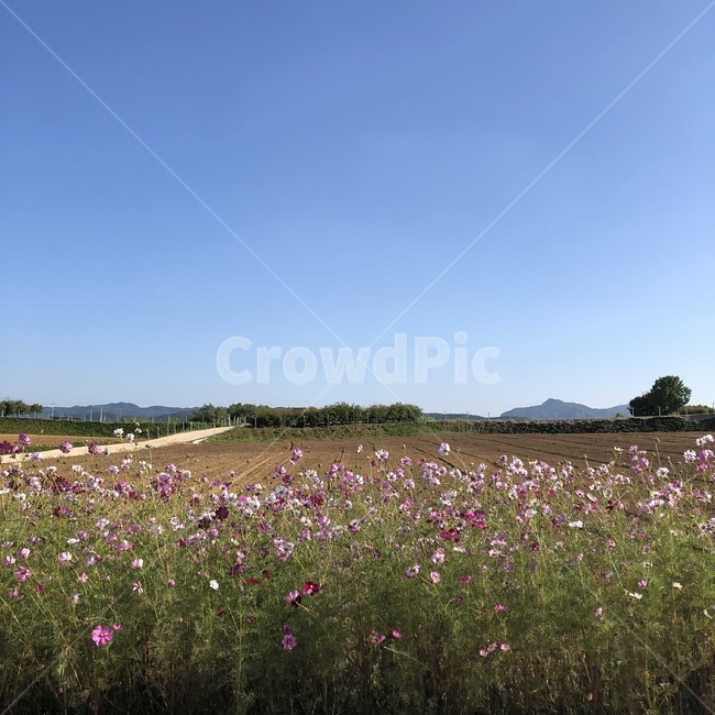 가을,코스모스,가을산책,가을감성,꽃,가을,계절,fall,autumn,season,outdoors,옥외,nature,자연,field,들
