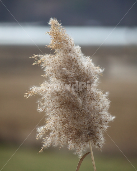 식물,잡초,갈대,commonreed,겨울갈대,식물,자연,plants,nature