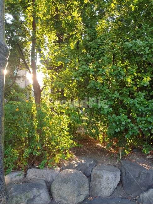 flare,플레어,light,빛,tree,식물,자연,plants,nature