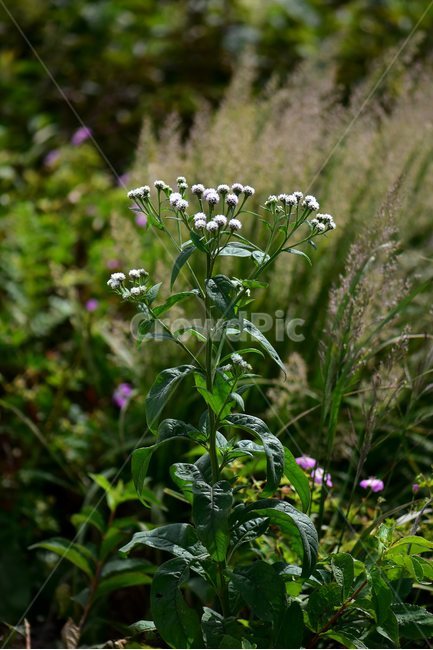 각시취,야생화,식물,자연,꽃,생태,힐링,플라워,wildflower,flower,plants,nature,season,감성,느낌,emotion,feeling,여름,초롱꽃목,국화과,취나물속,식물,자연,plants,nature,꽃,flower