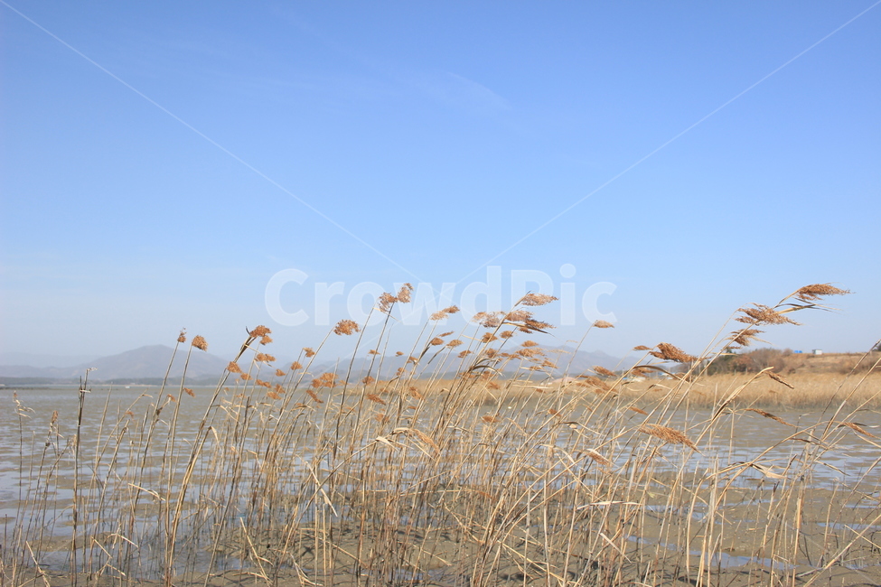 갈대,바람,하늘,바다,겨울,겨울바다,갈대밭,가을,계절,fall,autumn,season,자연,풍경,nature,landscape,grass,잔디,plant,식물,lawn,reed