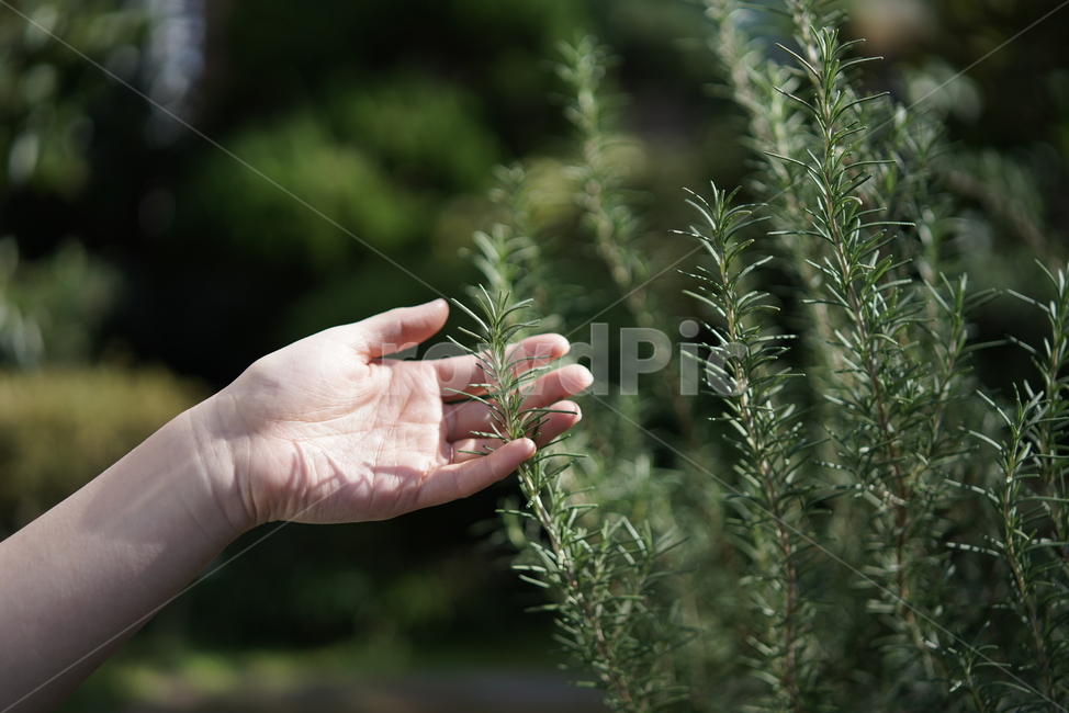 식물,허브,허브티,로즈마리,정원,나무,화분,plant,herb,약초,건강,손,채집,향신료,rosemary,rosemary로즈마리,웰빙,티,차,식재료,음식,허브차,풀,이파리,새싹,녹색,초록색,초록,싹,정원가꾸기,생육,그린,잎,원예,줄기,잎사귀,떡잎,봄,로즈메리,식물,자연,plants,nature