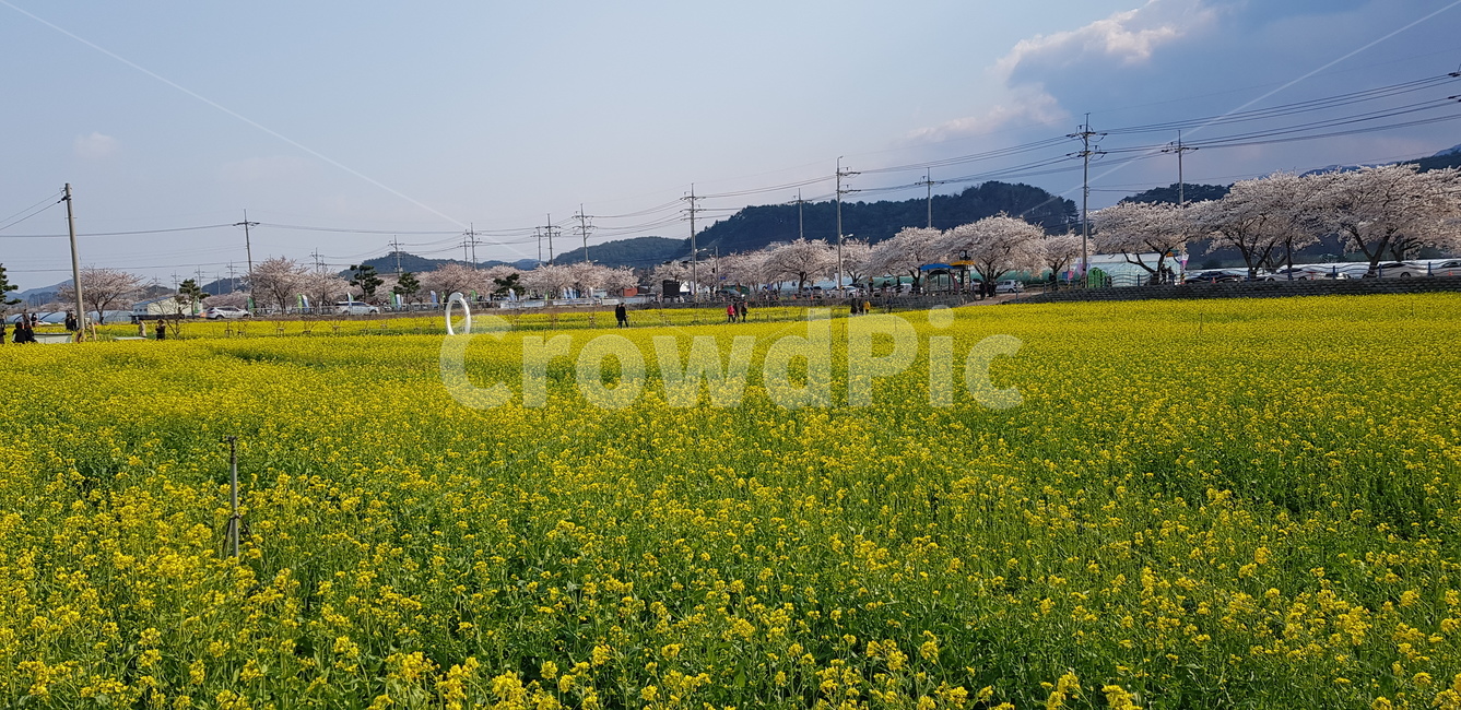 유채꽃,벚꽃,유채꽃밭,봄꽃,유채꽃행사,봄,계절,spring,season,outdoors,옥외,grassland,목초지,field,들,nature,자연,meadow,rural,농촌,farm,농장