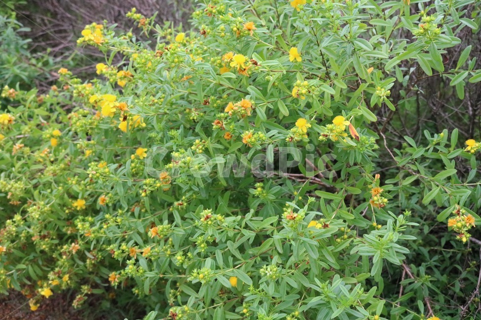 꽃,노랑,초록,자연,식물,flower,hana,yellow,kiiro,green,midori,nature,plants,shokubutsu,식물,자연,plants,nature,꽃,flower