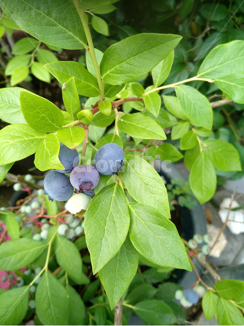블루베리,블루베리재배,블루베리수확,블루베리열매,블루베리과일,과일,열매,fruit