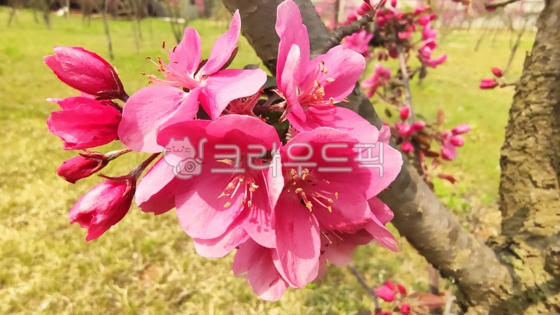 꽃사과,꽃사과나무,사과꽃,malusprunifolia,벚잎꽃사과,돌사과,plant,식물,blossom,flower,꽃