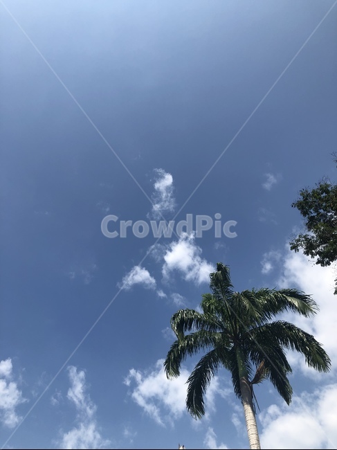 야자수,하늘,여름,코타키나발루,말레이시아,malaysia,kotakinabalu,sky,여름,계절,summer,season,나무,trees,wood,tree,palm tree,plant,식물