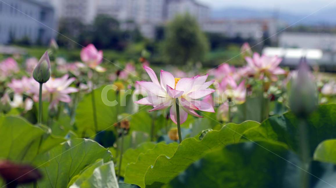 plant,blossom,꽃,flower,연못백합,lotus,연꽃