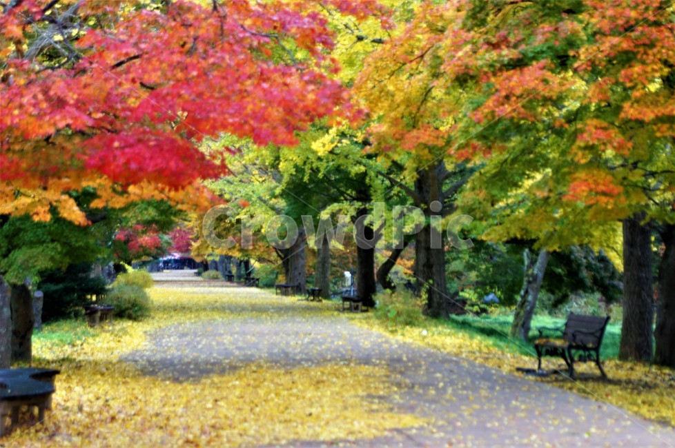 가을,단풍,낙엽,자연,나무,풍경,울긋불긋,계절,아름다움,식물,숲속,fall,trees,nature,autumn,season,단풍잎,단풍나무,자연풍경,은행나무,감성,가을,계절,fall,autumn,season,자연,풍경,nature,landscape,tree,plant