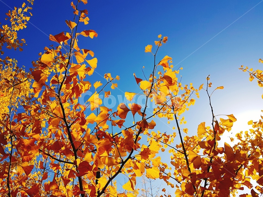 단풍,은행나무,가을,식물,outdoors,countryside,nature,leaf,plant