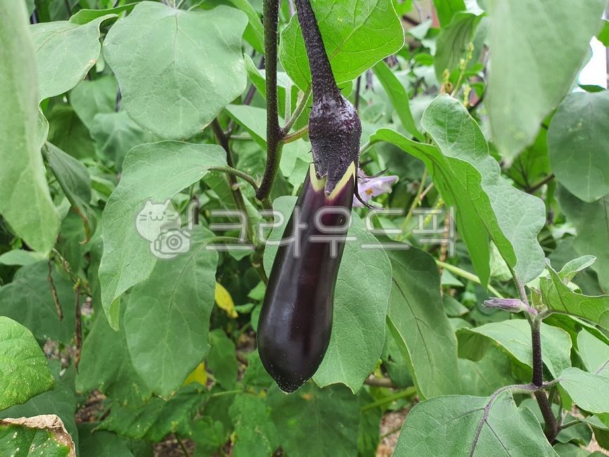 plant, 식물, 채소, 야채, 초록, 사진,이미지,일러스트,캘리그라피 - 작은새작가