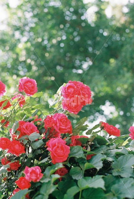 장미,꽃,식물,장미꽃,붉은꽃,식물,자연,plants,nature,꽃,flower