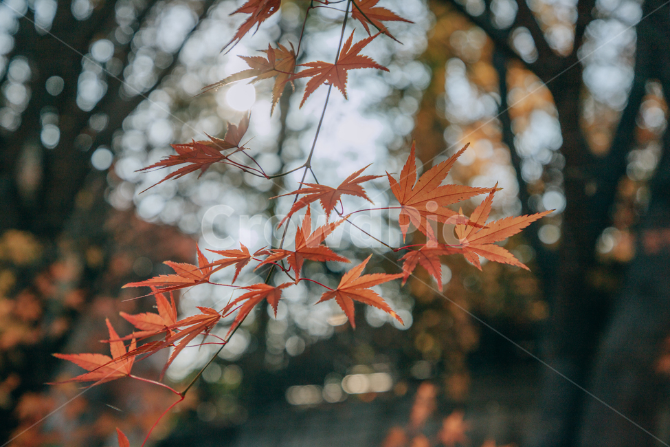 단풍,붉은,빨간,가을,나무,낙옆,잎,나뭇잎,가을,계절,fall,autumn,season,식물,자연,plants,nature,leaf,plant,tree,maple