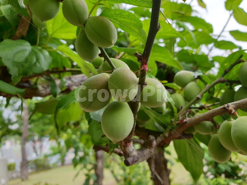 자연,식물,nature,plant,한국자연풍경,자연풍경,풍경,배경,힐링,여유,koreanaturelandscape,landscape,feeling,여름,계절,매실,매화,열매,green,plum,매실나무,나무,tree,food,식품,과실