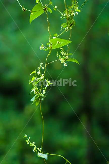 식물,넝쿨,자연,야생,꽃,뜰꽃,식물,자연,plants,nature,꽃,flower