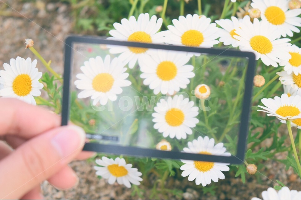 daisy,데이지,인간,plant,꽃,flower