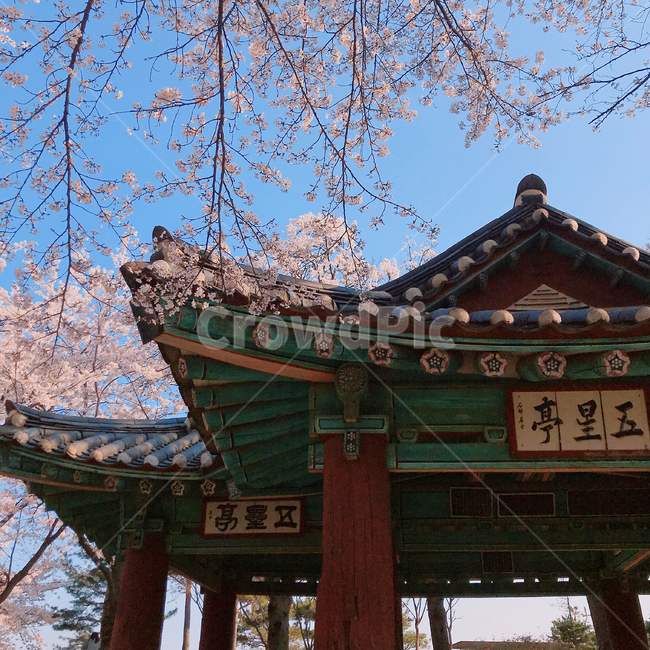 남산공원,오성정,정자,문화재,유형문화재,강릉,벚꽃,하늘,강원도