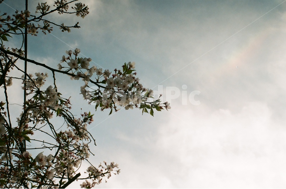 봄,꽃,벚꽃,벚꽃나무,하늘,계절,힐링,감성,자연,풍경,flower,식물,spring,season,봄꽃,봄,계절,spring,season,식물,자연,plants,nature,꽃,flower