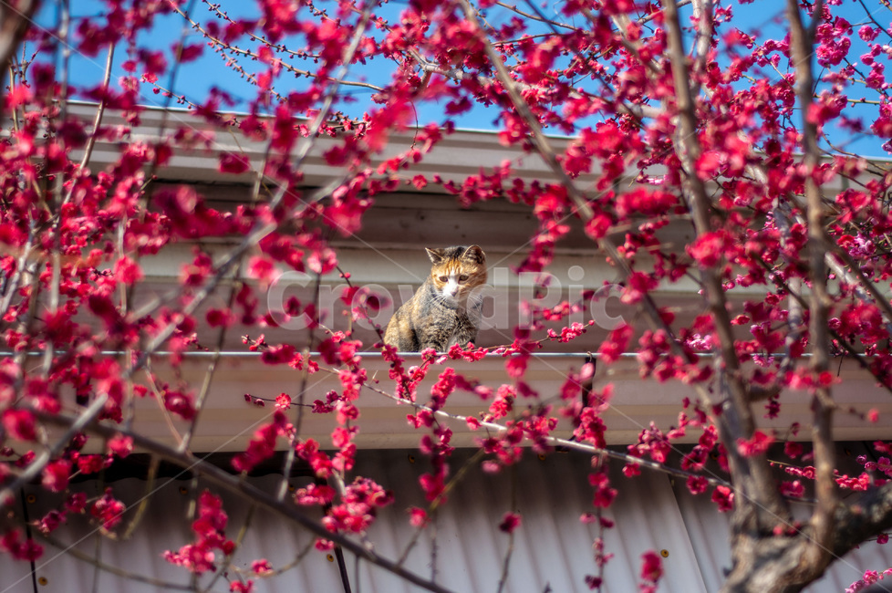 탐매마을,고양이,홍매화,봄꽃,cat,냥이,매화,봄,계절,spring,season,식물,자연,plants,nature,꽃,flower,동물,animal,포유류,mammal,고양이,cat,kitten,kitty,blossom,petal,꽃잎,plant
