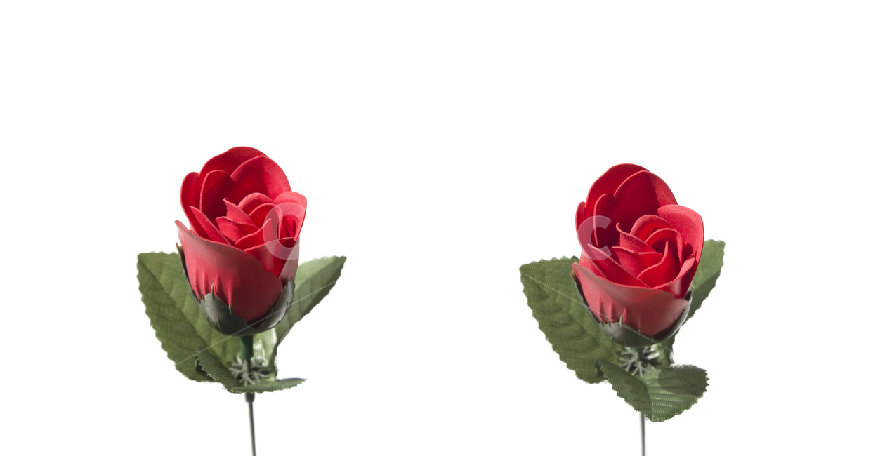 장미,로즈,꽃,플라워,조화,비누,비누꽃,줄기,흰배경,클로즈업,사물,자연,식물,한송이,빨강,레드,빨간색,꽃,flower,누끼,remove background