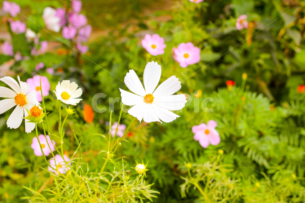 코스모스,cosmos,꽃,flower,blossom,plant,식물,식물,자연,plants,nature,꽃,flower