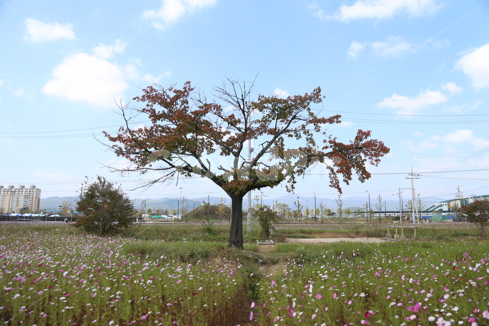 하늘,나무,들판,외로움,구름,자연,풍경,nature,landscape,plant,식물,tree,grassland,목초지,outdoors,옥외,field,들