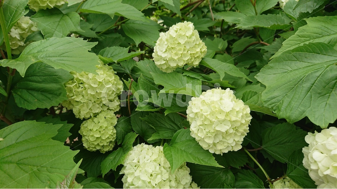 식물,꽃,나무,꽃나무,수국,목수국,연두,녹색,그린,식물,자연,plants,nature,꽃,flower