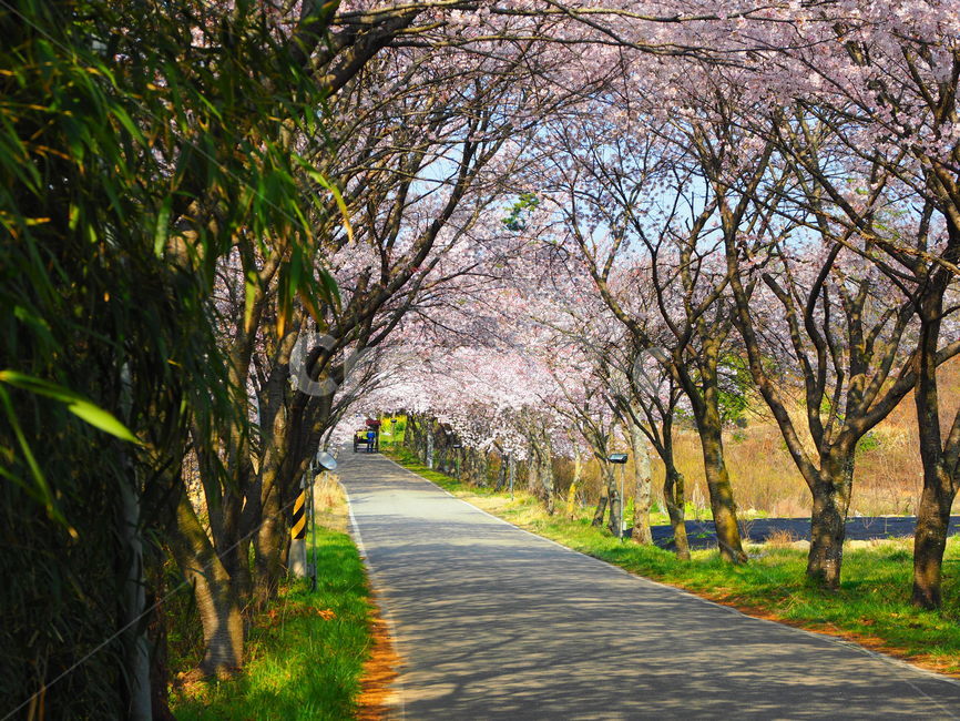 벚꽃,봄,분홍색,만개,싱그러움,따뜻함,그림자,맑음,봄,계절,spring,season,자연,풍경,nature,landscape,plant,식물,flower,꽃,blossom