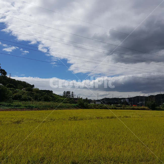 논,가을논,가을,모내기,논밭,밭,가을밭,가을하늘,초원,자연,목초지,field,outdoors,옥외,grassland,자연,풍경,nature,landscape,들