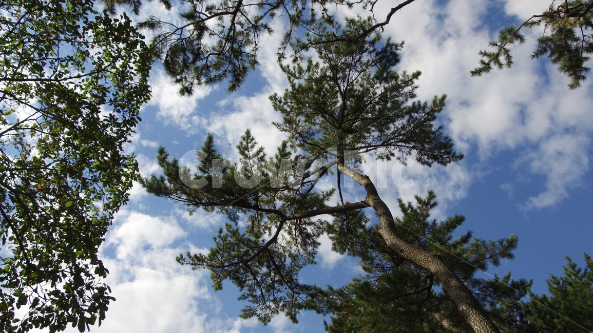 하늘,소나무,나무,숲,tree,wood,forest,sky