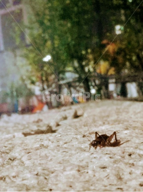귀뚜라미,나무,난관,돌맹이,가던길