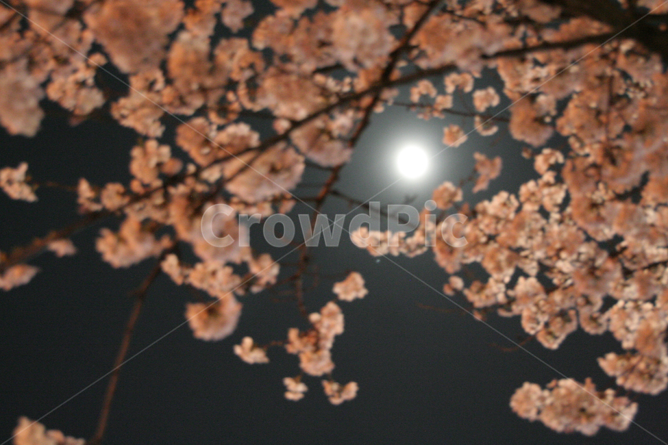 벚꽃,달,달빛,밤하늘,꽃,밤,흐림,빛,몽환,자연,식물,자연,plants,nature,꽃,flower