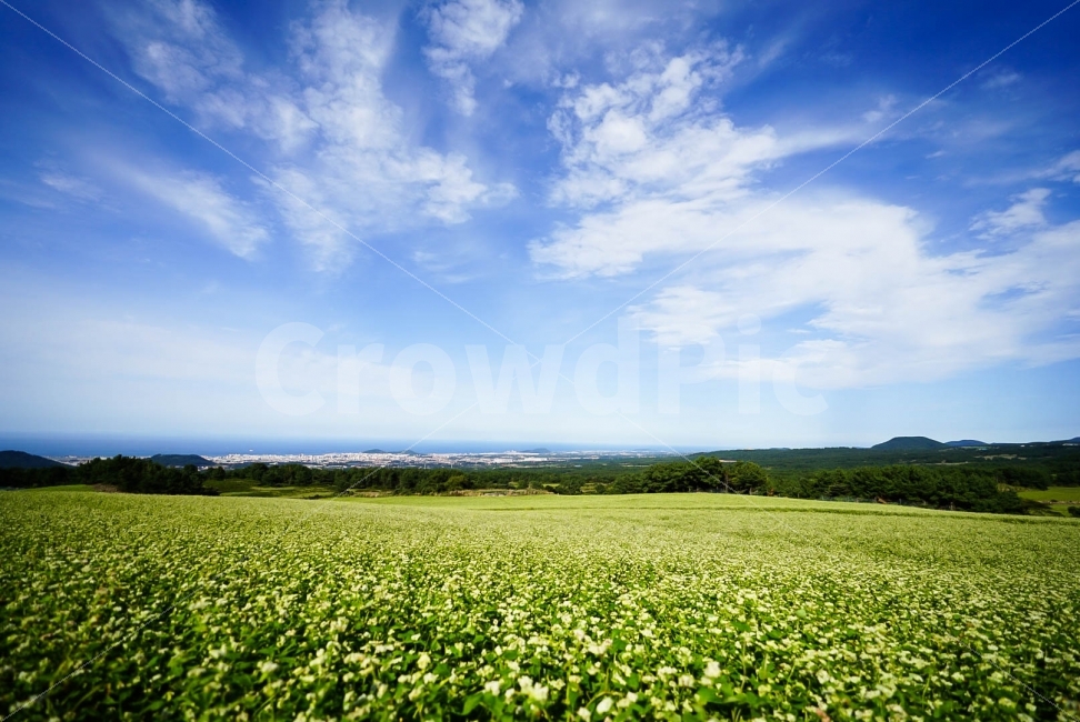 하늘,구름,메밀꽃,제주도,가을,자연,풍경,nature,landscape,제주도,jeju,jeju island,한국자연풍경,한국자연경관,korea nature landscape,field,들,outdoors,옥외,grassland,목초지